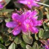 Rhododendron lapponicum