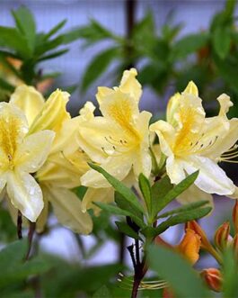 Рододендрон японский белая форма