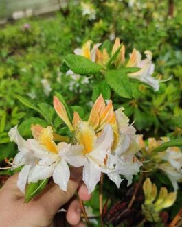 Рододендрон японский белая форма