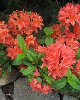 Рододендрон японский