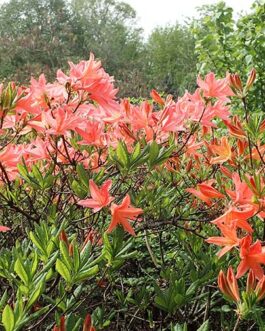 Рододендрон японский