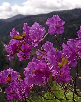 Рододендрон остроконечный