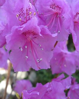 Рододендрон остроконечный