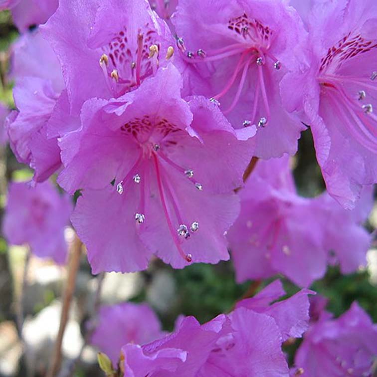 Rhododendron mucronulatum