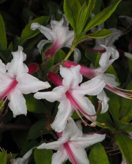 Рододендрон голоцветковый