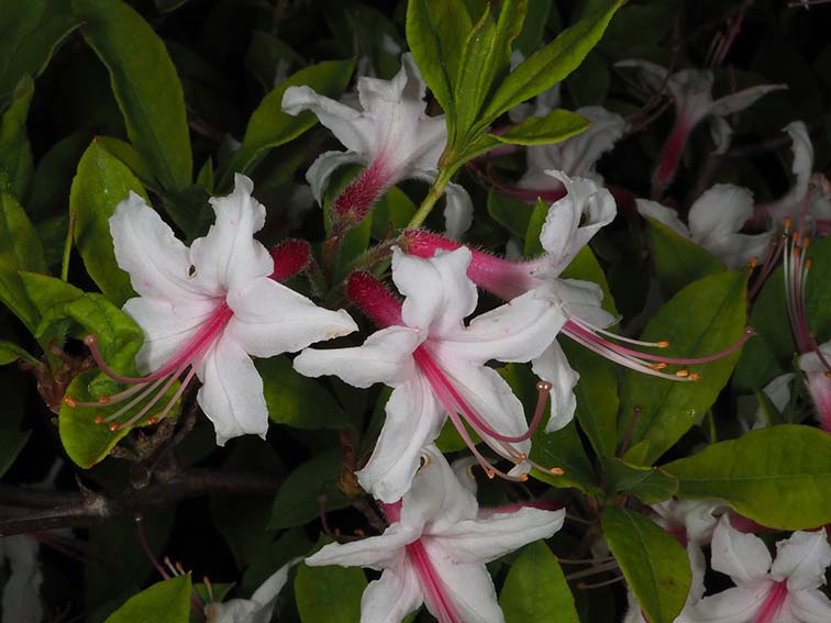 Rhododendron periclymenoídes