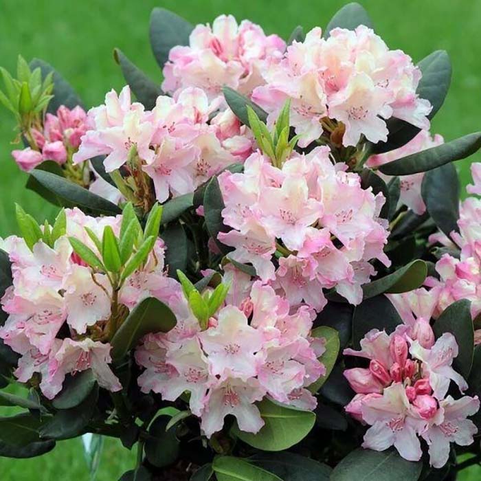 Rhododendron ungernii