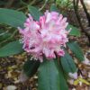 Rhododendron ungernii