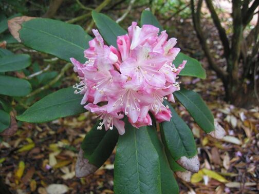 Rhododendron ungernii