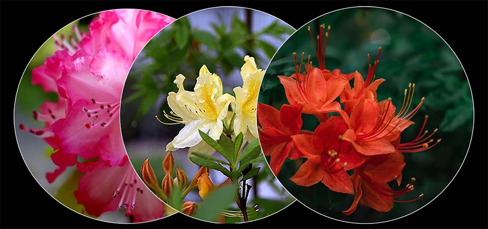 Rhododendrons