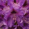 Rhododendron hybrid “Polarnacht”