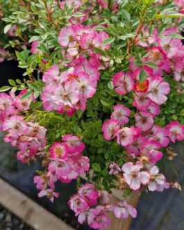 Роза “Кьюти Пай”