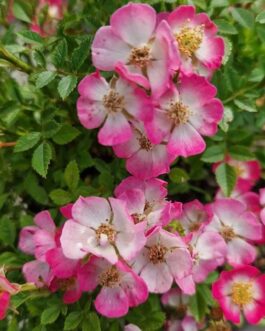 Роза “Кьюти Пай”