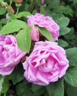 Роза “Васагаминг”