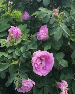 Роза “Васагаминг”