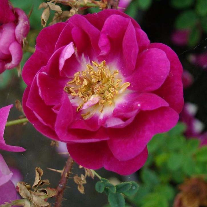 Rosa William III