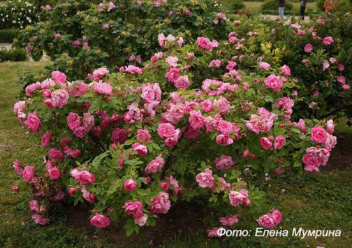 Rosa rugosa "Zaiga"