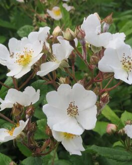 Rosa multiflora