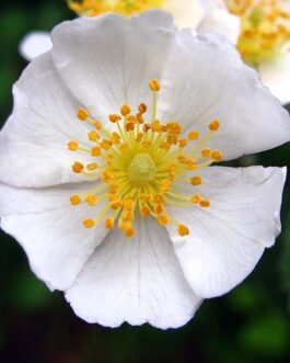 Роза многоцветковая