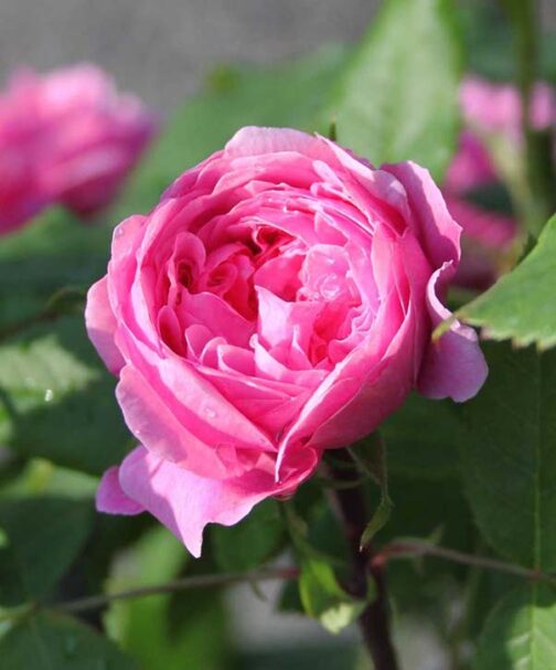 Rosa Yolande d'Aragon