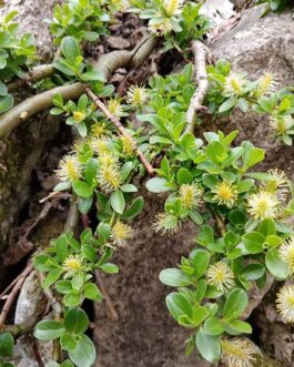 Ива деревцевидная