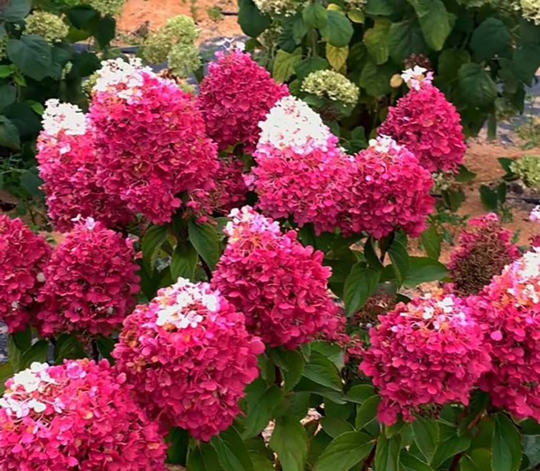 Hydrangea paniculata "Strawberry Blossom"