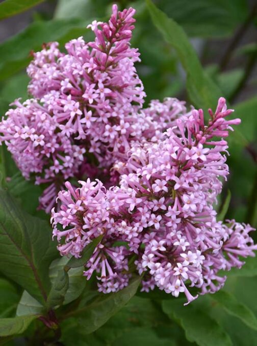 Syringa prestoniae James Macfarlane