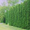 Thuja occidentalis Fastigiata