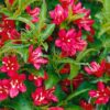 Weigela florida Nain Rouge