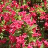 Weigela florida Nain Rouge