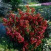 Weigela florida Nain Rouge