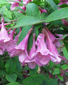 Вейгела ранняя