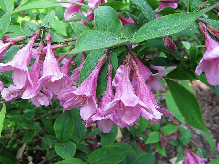 Weigela praecox