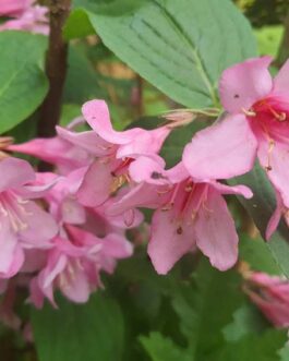 Вейгела ранняя