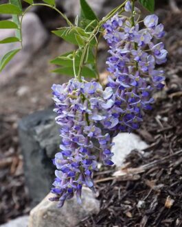 Глициния макростахия “Блю Мун”