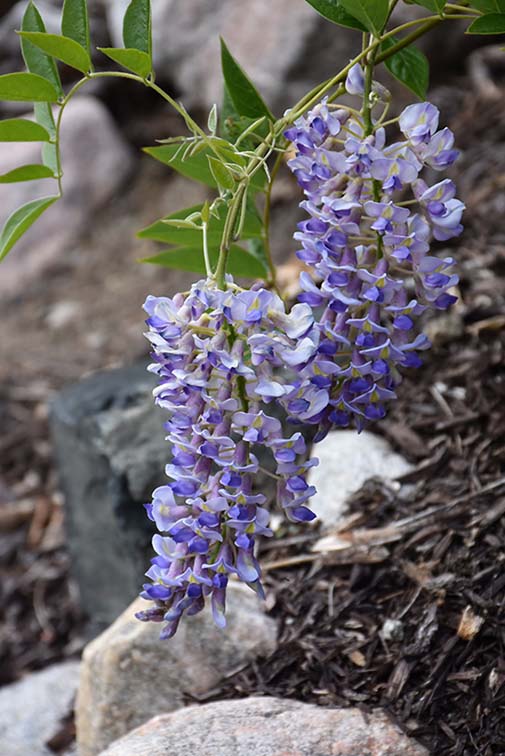 Wisteria macrostachia 'Blue Moon'