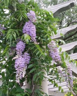 Глициния макростахия “Блю Мун”