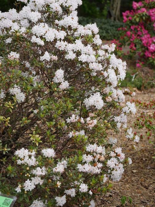 Rhododendron impeditum “Billy Novinka”