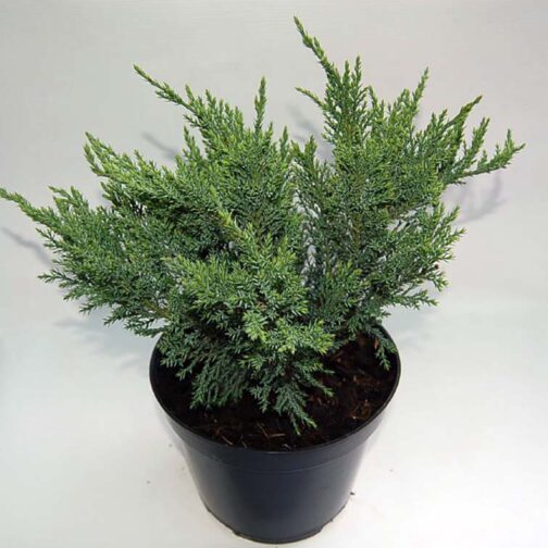 Juniperus sabina 'Тamariscifolia'