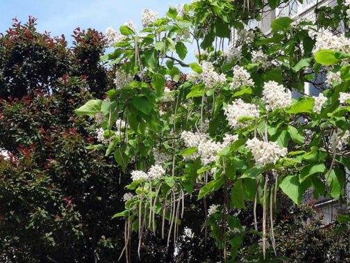 Catalpa speciosa