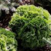 Thuja occidentalis 'Little Gem'