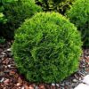 Thuja occidentalis 'Little Gem'