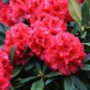 Rhododendron hybrid “Marianna v. Weizsacker“