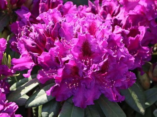Rhododendron 'Azurro'