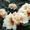Rhododendron wardii hybr. “Goldbukett”
