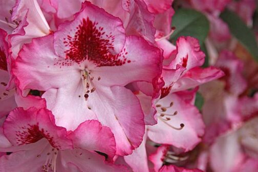 Rhododendron catawbiense “Hachmann’s Charmant”