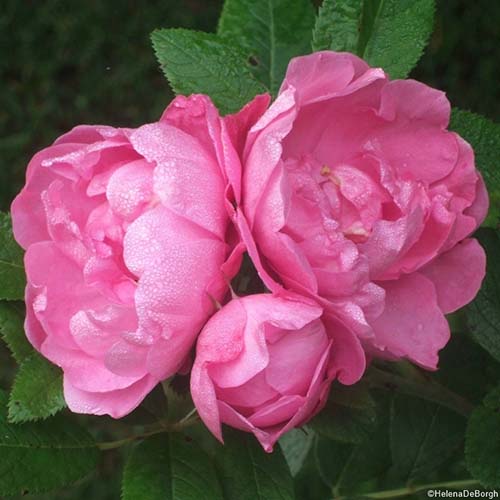 Rosa rugosa "Zaiga"