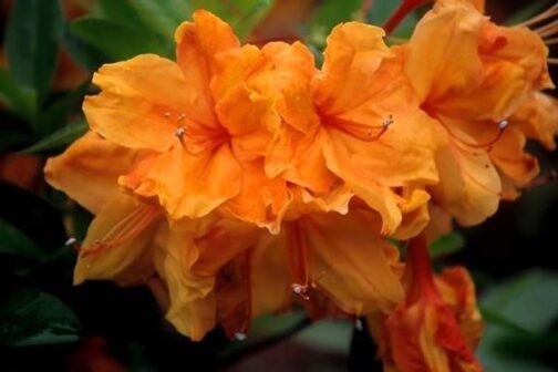 rhododendron Glowin Embers