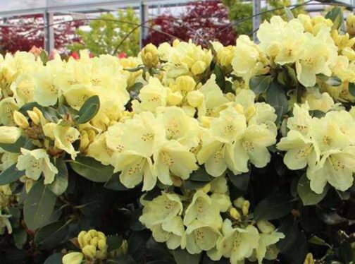 Rhododendron “Goldkrone”