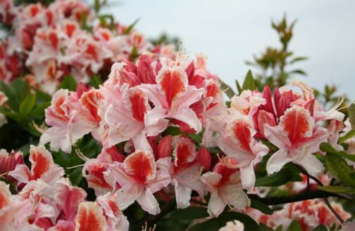 Rhododendron gibrid ‘Jock Brydon’